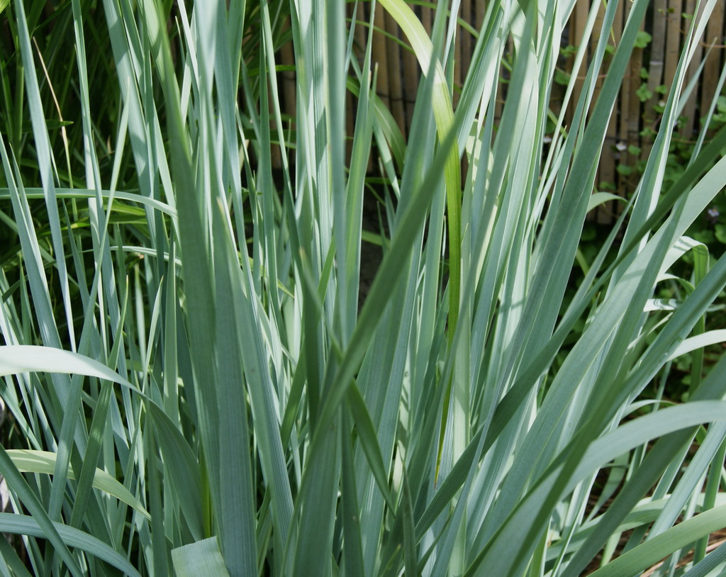 Strandroggen, Elymus arenarius Blue Dune