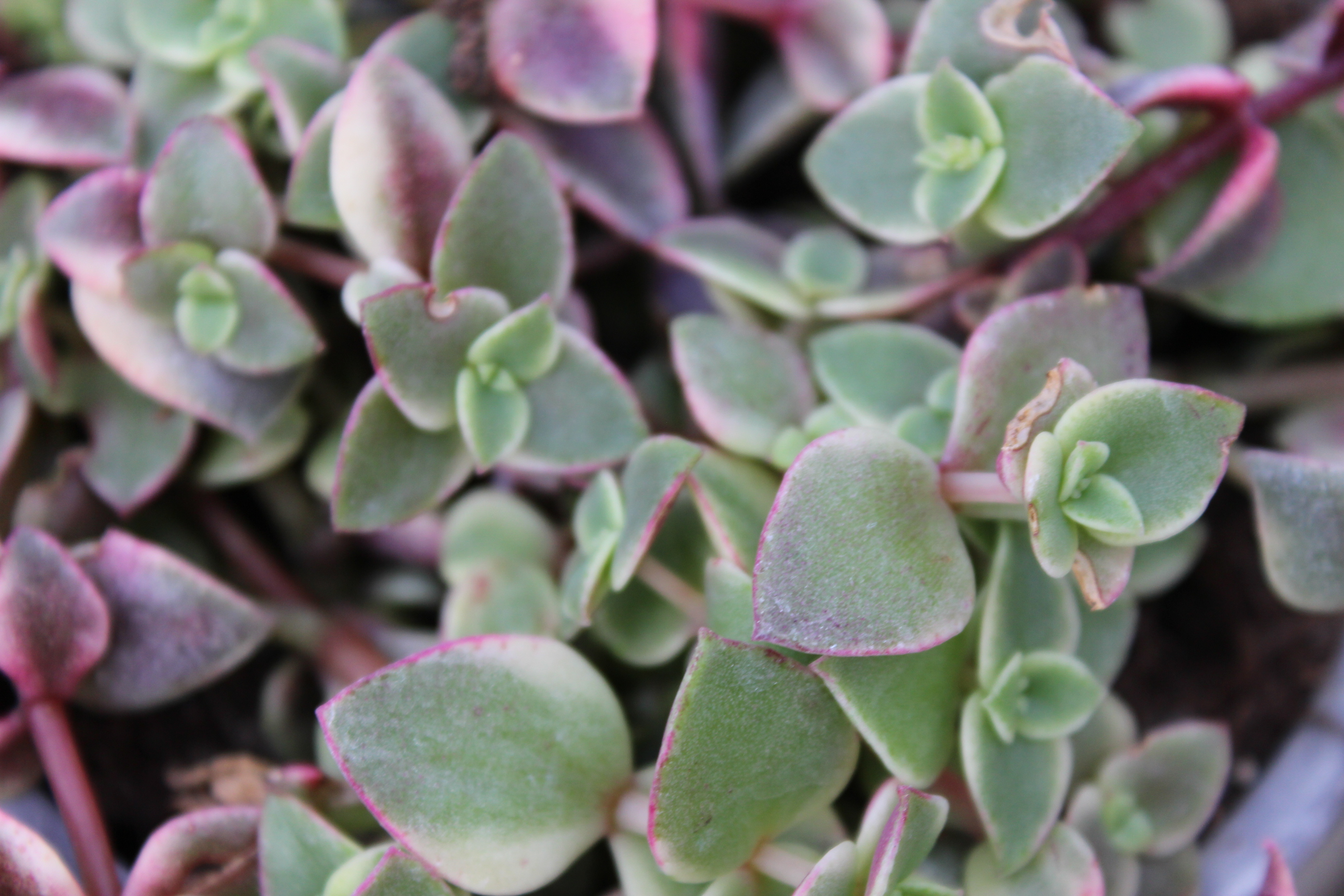 Dunkelrotes Dickblatt, Crassula pellucida ssp. marginalis