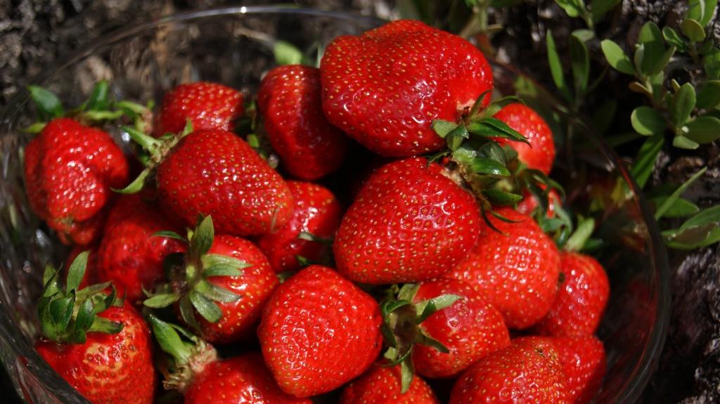 Erdbeere, Fragaria x ananassa Polka