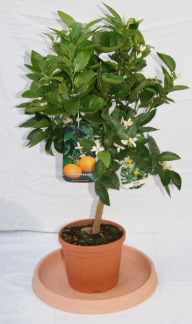 Citrus sinensis, Orange