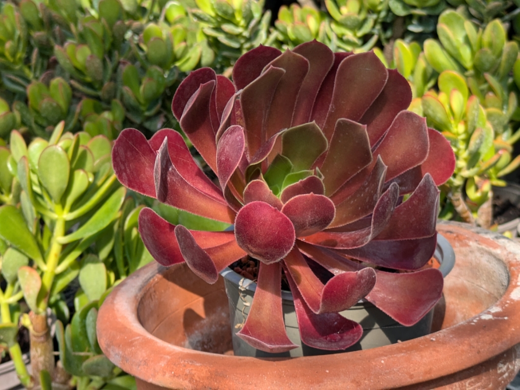 Dunkles Rosettendickblatt, Aeonium Arboreum Atropurpureum