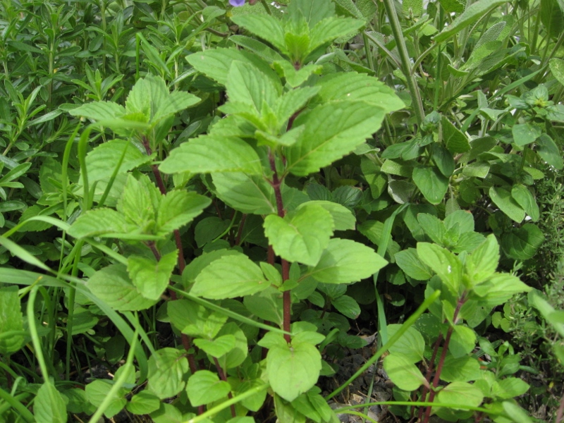 Ingwer-Minze, Mentha gentilis Variegata