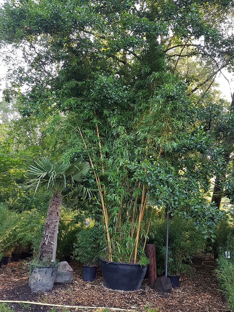 Zauber Bambus, Phyllostachys vivax Aureocaulis