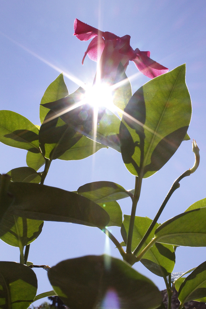 Dipladenia - Mandevilla