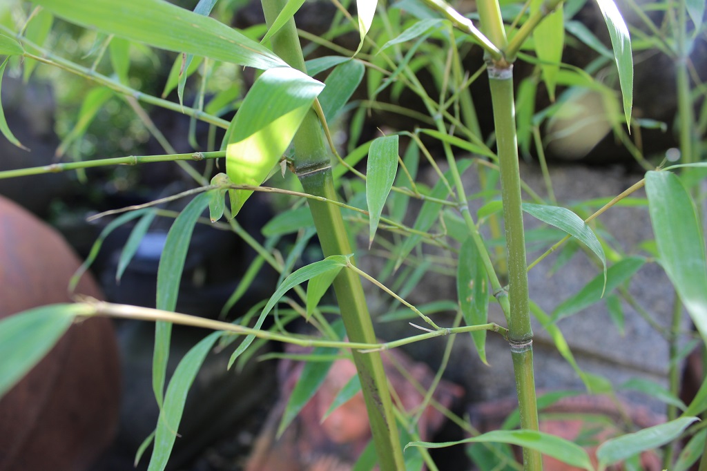 Phyllostachys aurea flavescens Inversa