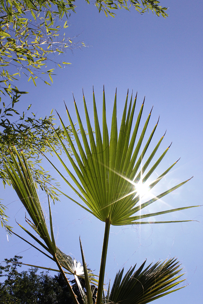 Petticoatpalme - Washingtonia robusta