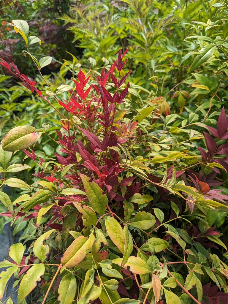 Himmelsbambus, Nandina domestica in Sorten