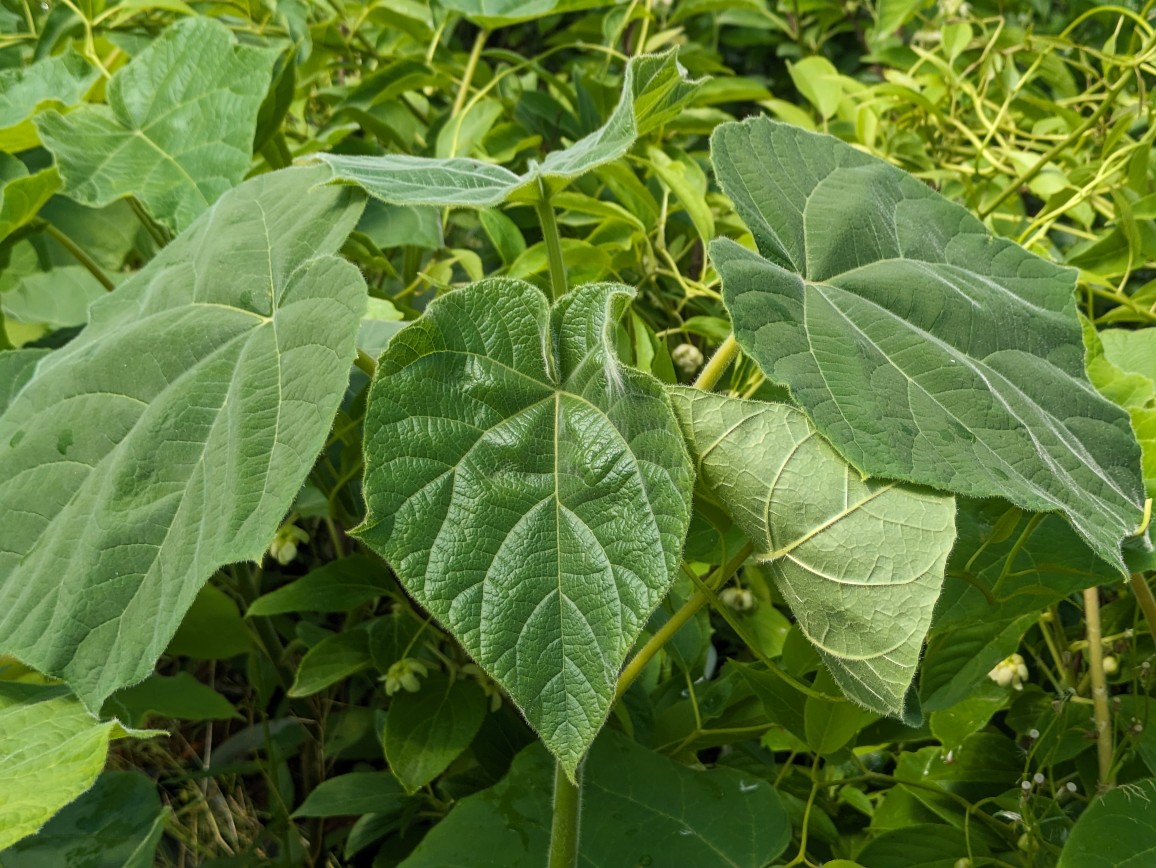 Blauglockenbaum, Paulownia elongate