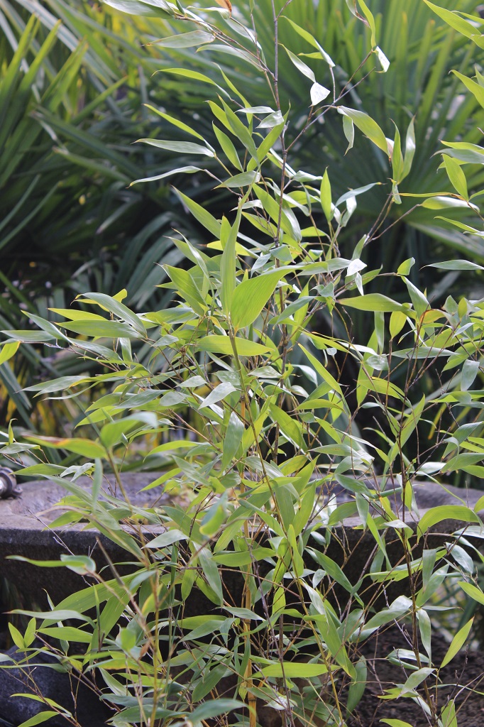 Grüner Schwefel-Bambus, Phyllostachys sulphurea viridis