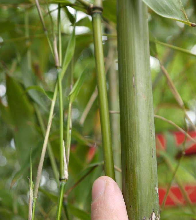 Steinbambus, Phyllostachys nuda