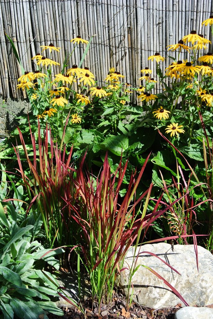 Sonnenhut - Rudbeckia Fulgidavar. sullivantii Goldsturm