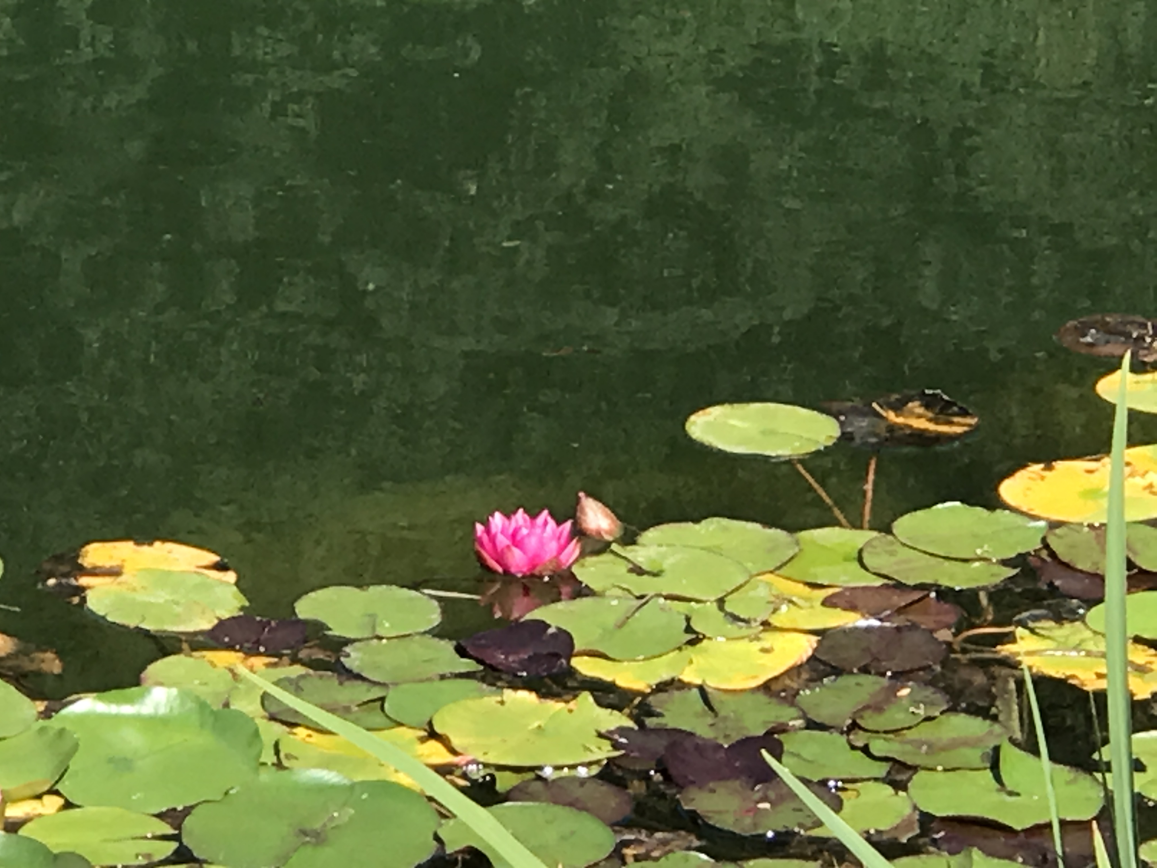 Nymphaea x cult.Fabiola, pinke Seerose