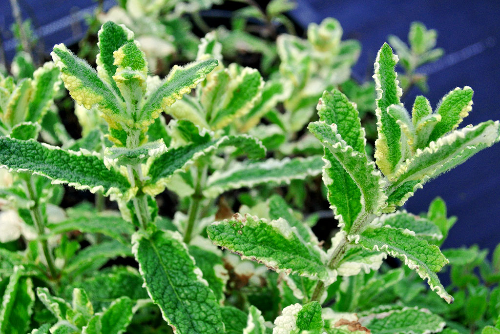 Weiß-bunte Ananasminze, Mentha suaveolens Variegata