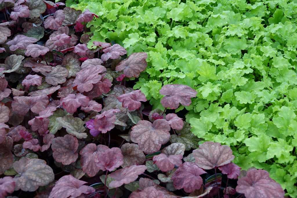 Purpurglöckchen, Heuchera micrantha Lime Marmalade