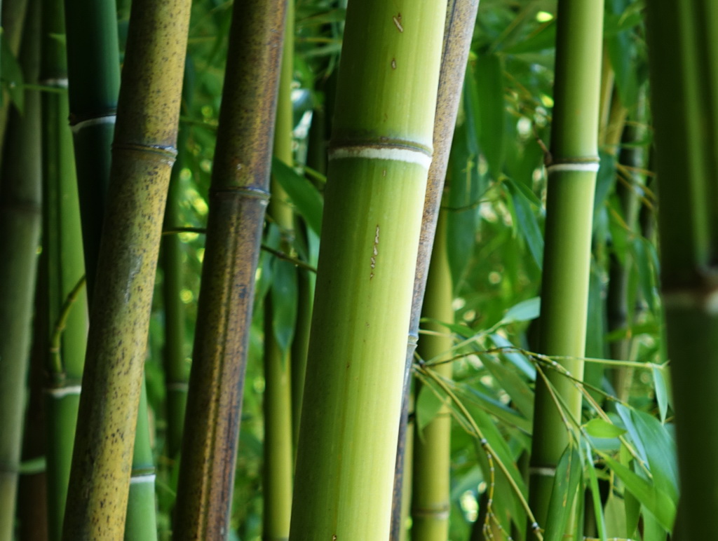 Steinbambus, Phyllostachys nuda