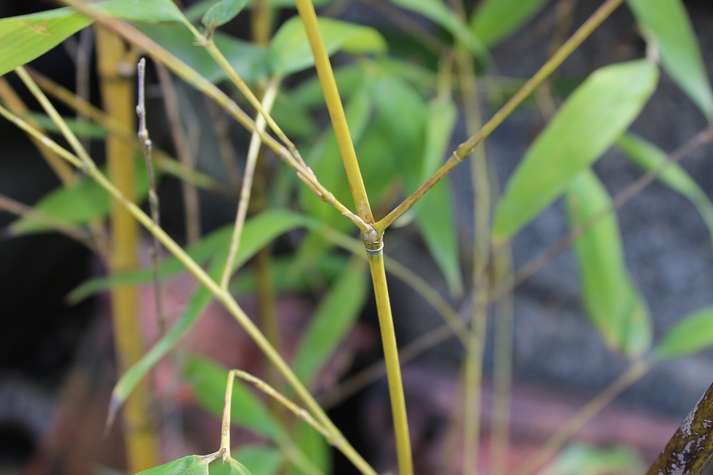 Grüner Schwefel-Bambus, Phyllostachys sulphurea viridis