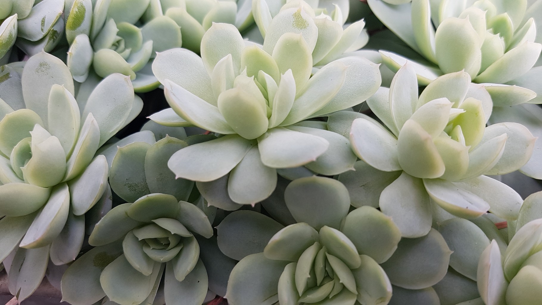 Echeveria, Fettblattrosette in 2 Sorten