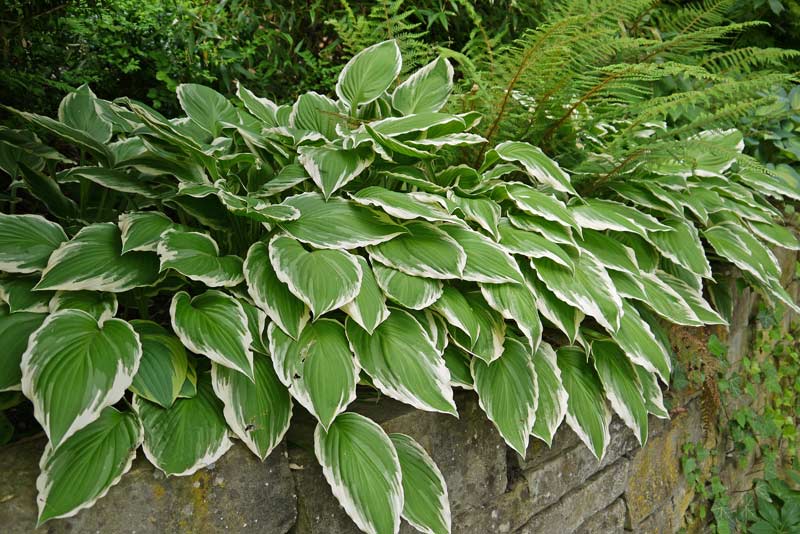 Weißrand-Funkie, Hosta Hybride Francee