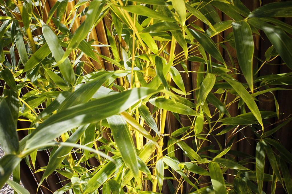 Koi Goldrohr Bambus , Phyllostachys aurea Koi