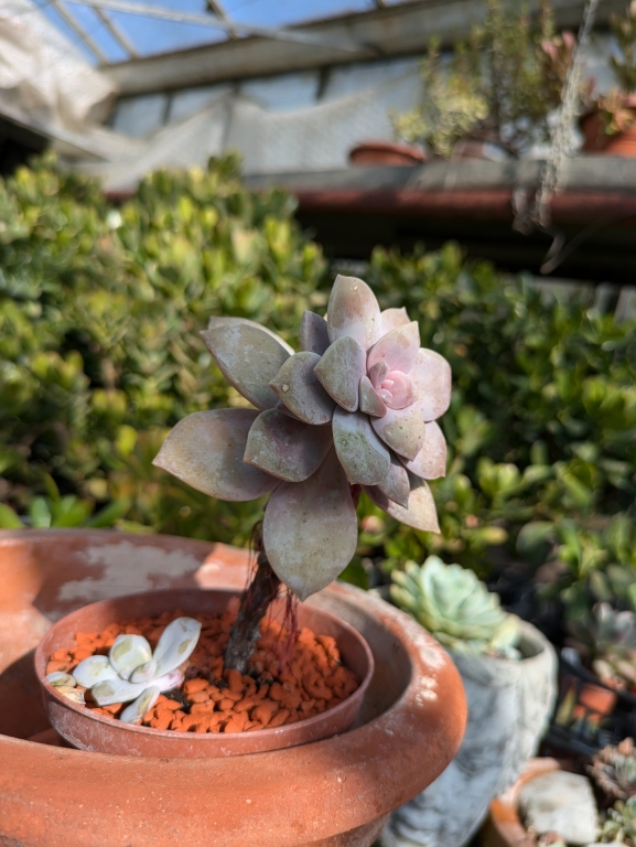 Sukkulente, Graptoveria in Sorten