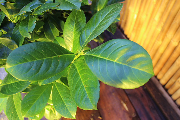 Portugiesischer Kirschlorbeer - Prunus lusitanica angustifolia