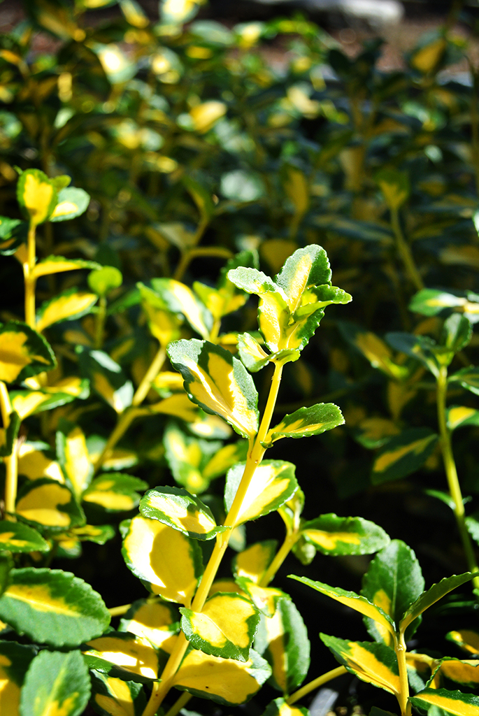 Kriechspindelstrauch, Euonymus fortunei Mikaela