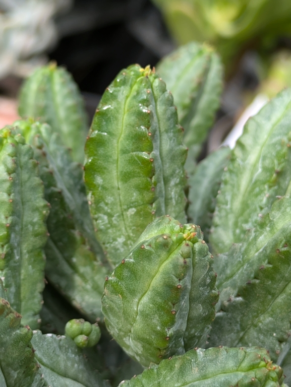 Sternkaktus, Astrophytum myriostigma hubokii