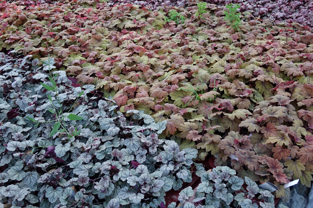 Purpurglöckchen, Heuchera micrantha Sugar Frosting