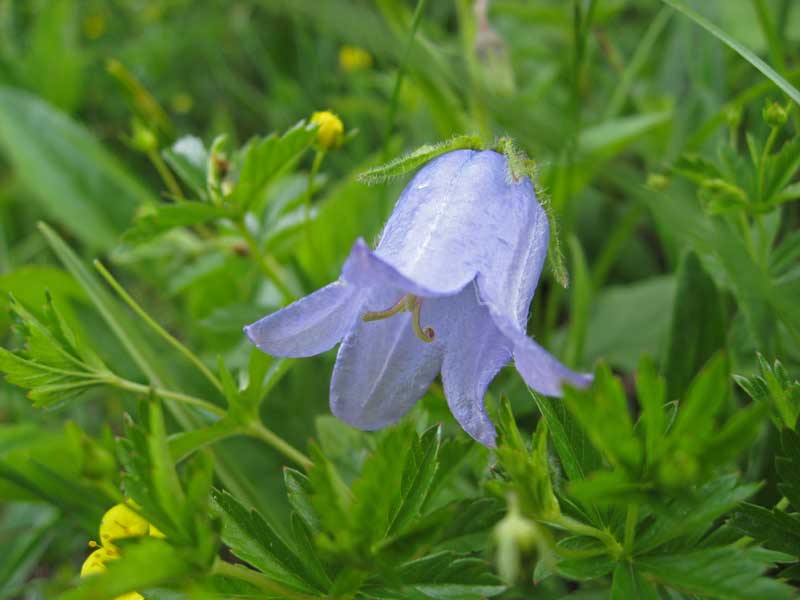 Glockenblume, Campanula in Sorten