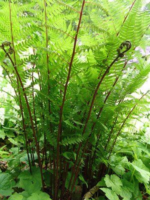 Rotstieliger Frauenfarn, Athyrium filix-femina - Lady in Red