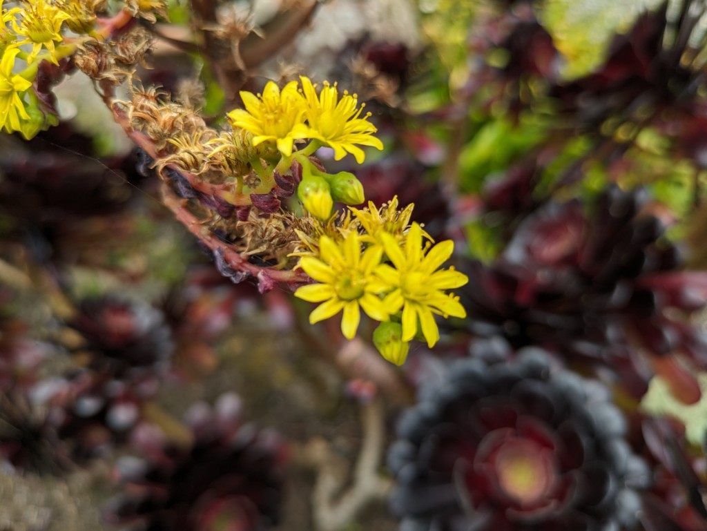 Dunkles Rosettendickblatt, Aeonium Arboreum Veleur