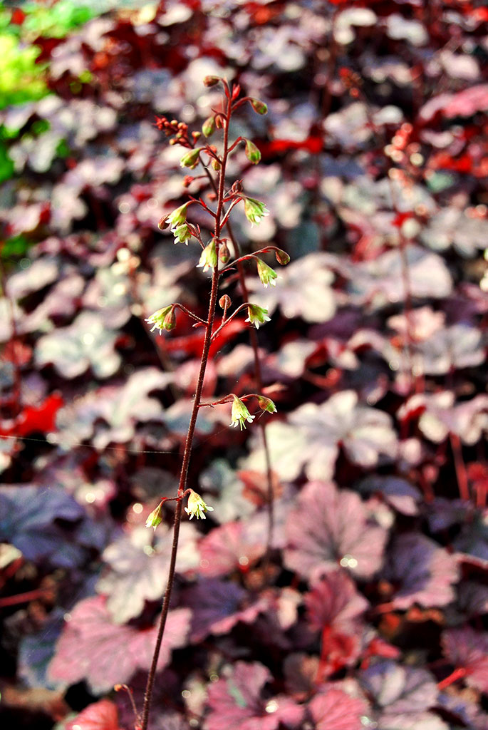 Purpurglöckchen, Heuchera Chateau Rouge