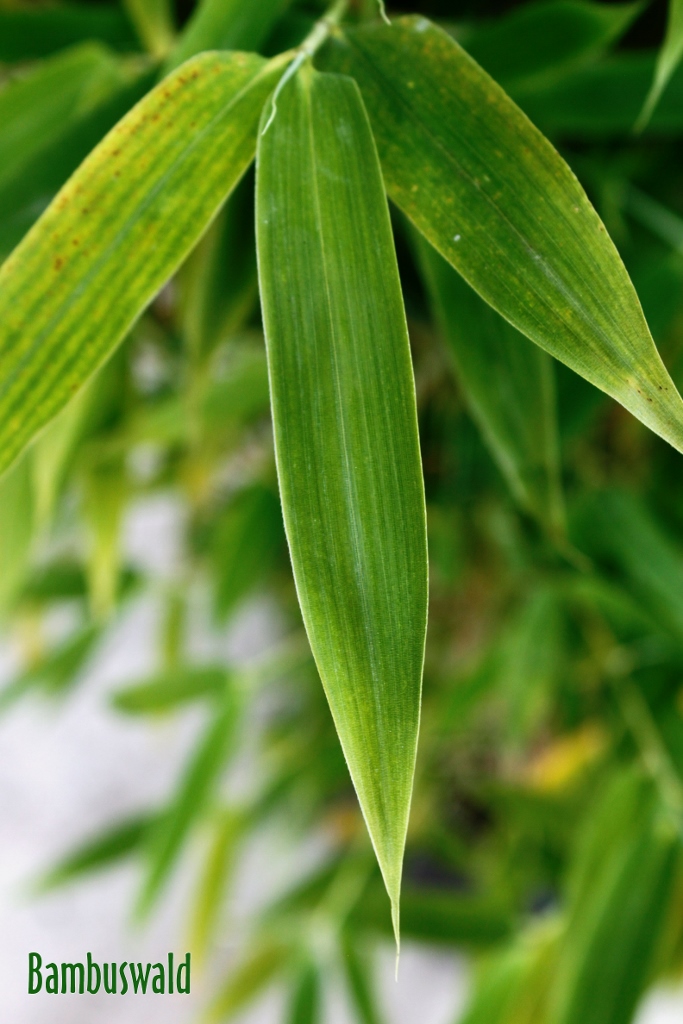 Der aufrechte Gartenbambus, Fargesia murielae Jumbo