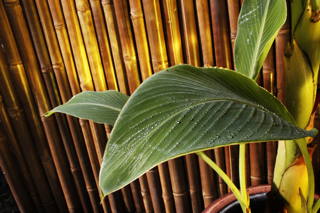 Golden Lotus Banane - Musella Lasiocarpa