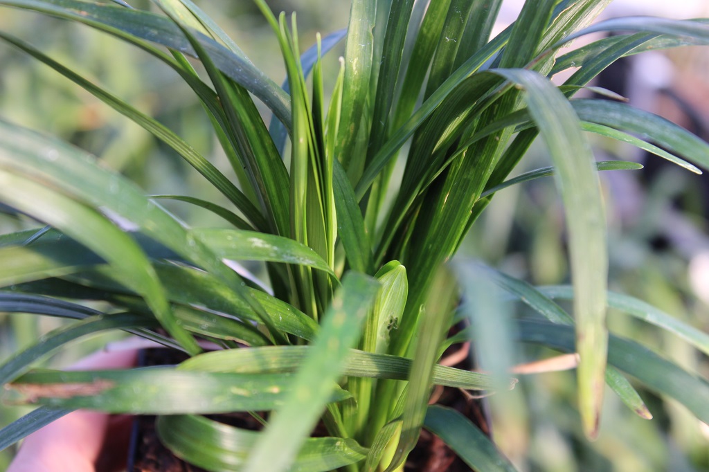 Glöckchentraube - Liriope muscari Monroe White