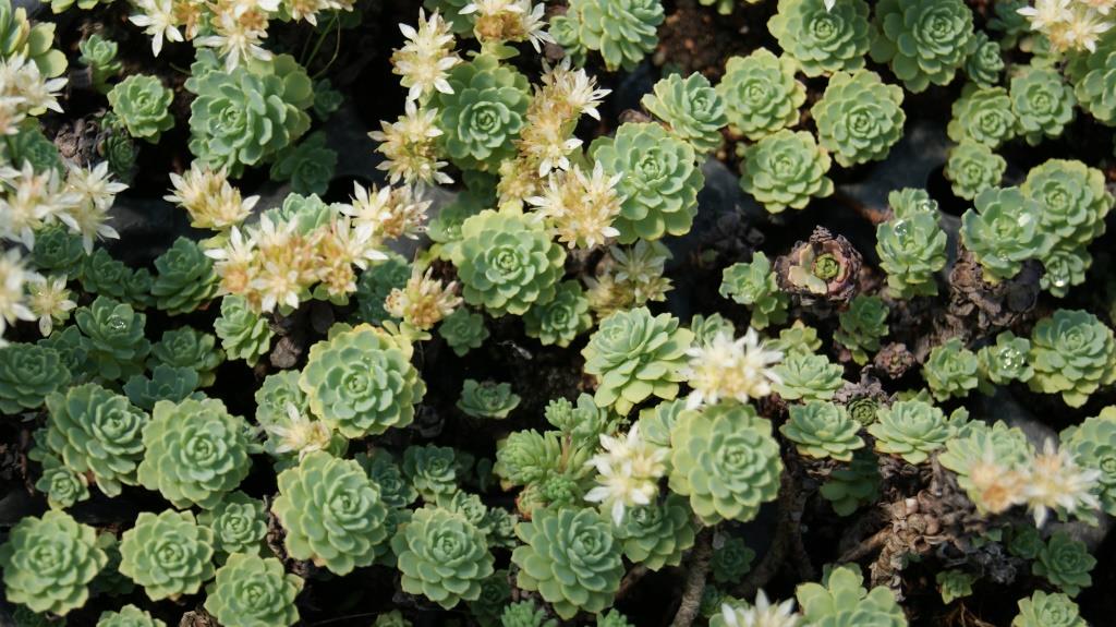 Afghanischer Rosenwurz - Rhodiola primuloides var. pachyclados