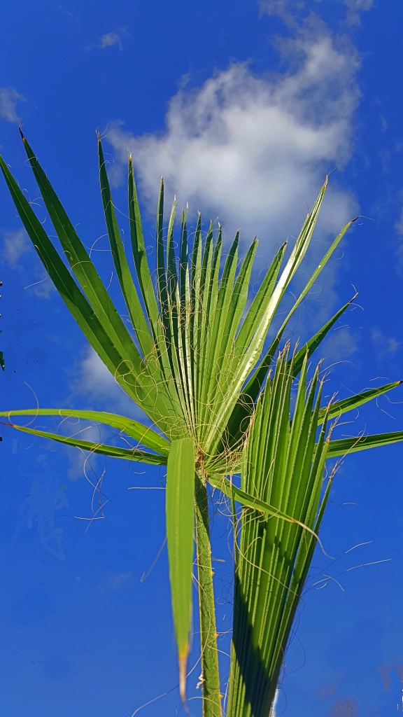 Petticoatpalme - Washingtonia robusta