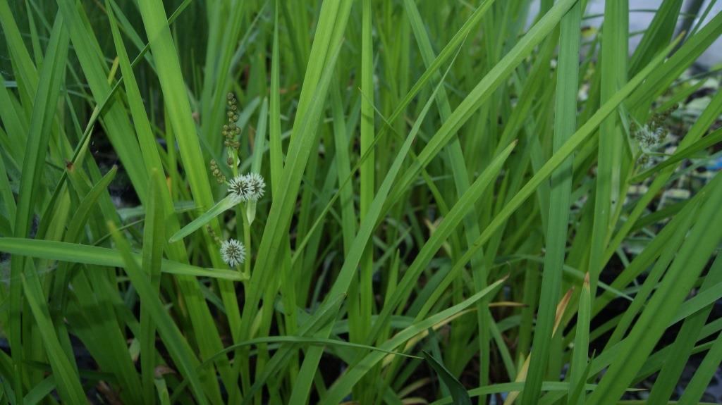 Sparganium erectum, Igelkolben