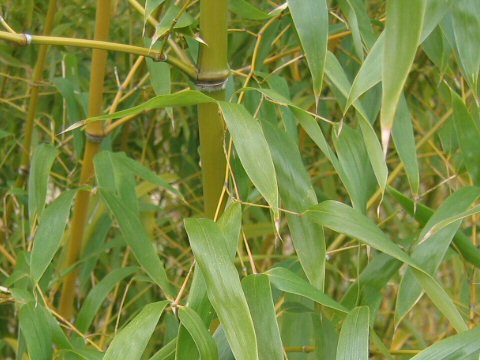 Lieblicher Bambus, Phyllostachys flexuosa