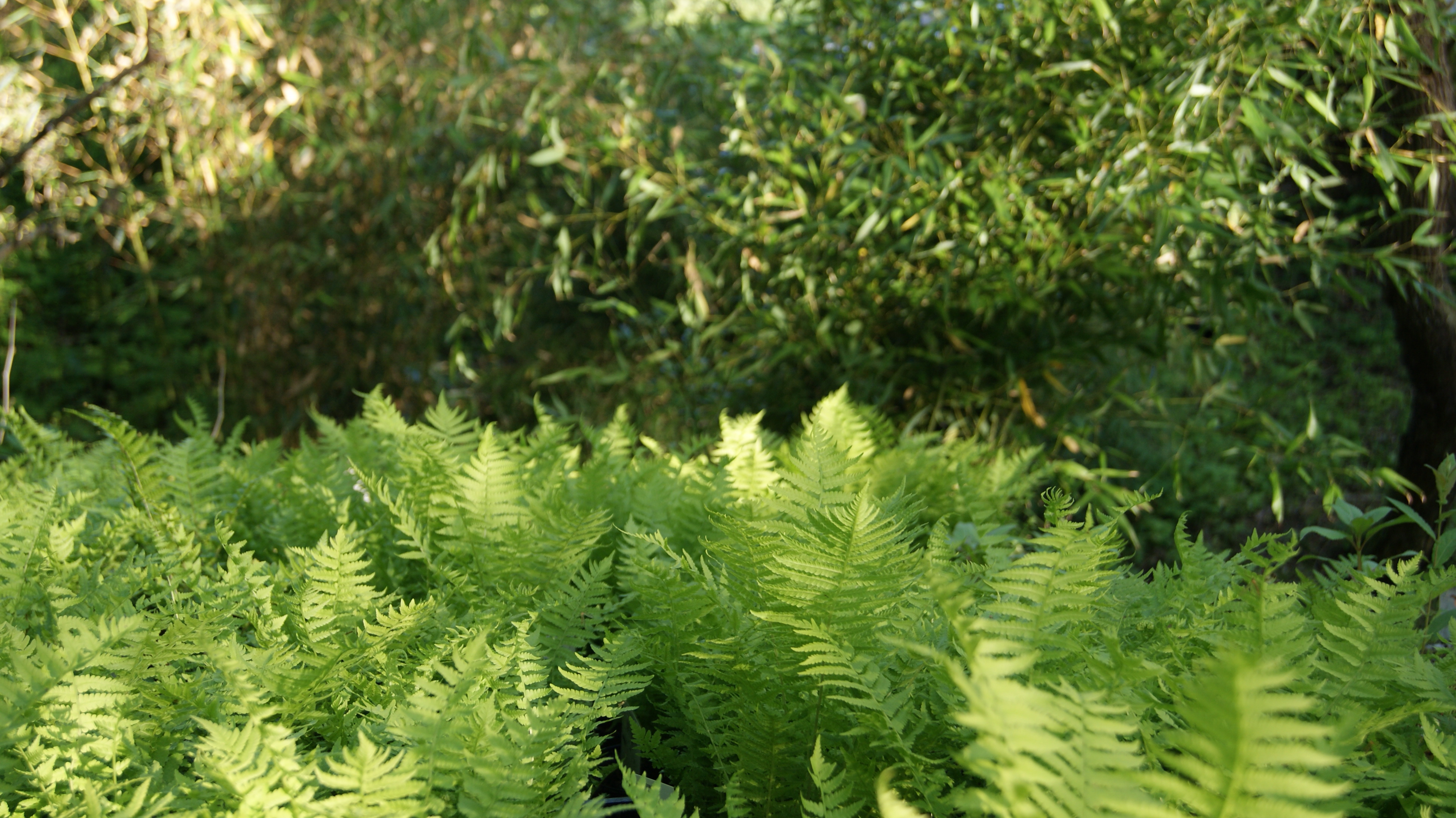 Filigranfarn, Polystichum setiferum Herrenhausen