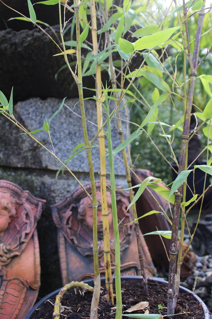 Grüner Schwefel-Bambus, Phyllostachys sulphurea viridis