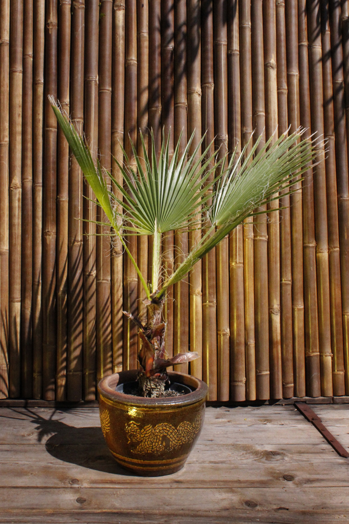 Petticoatpalme - Washingtonia robusta