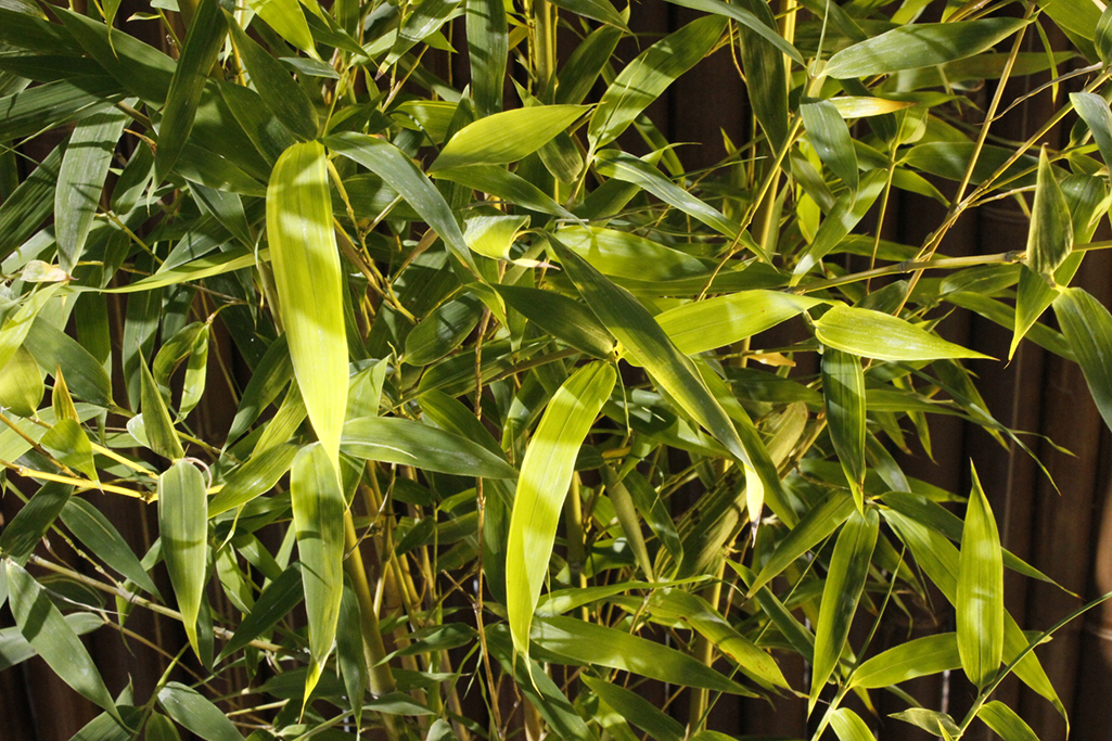 Koi Goldrohr Bambus , Phyllostachys aurea Koi