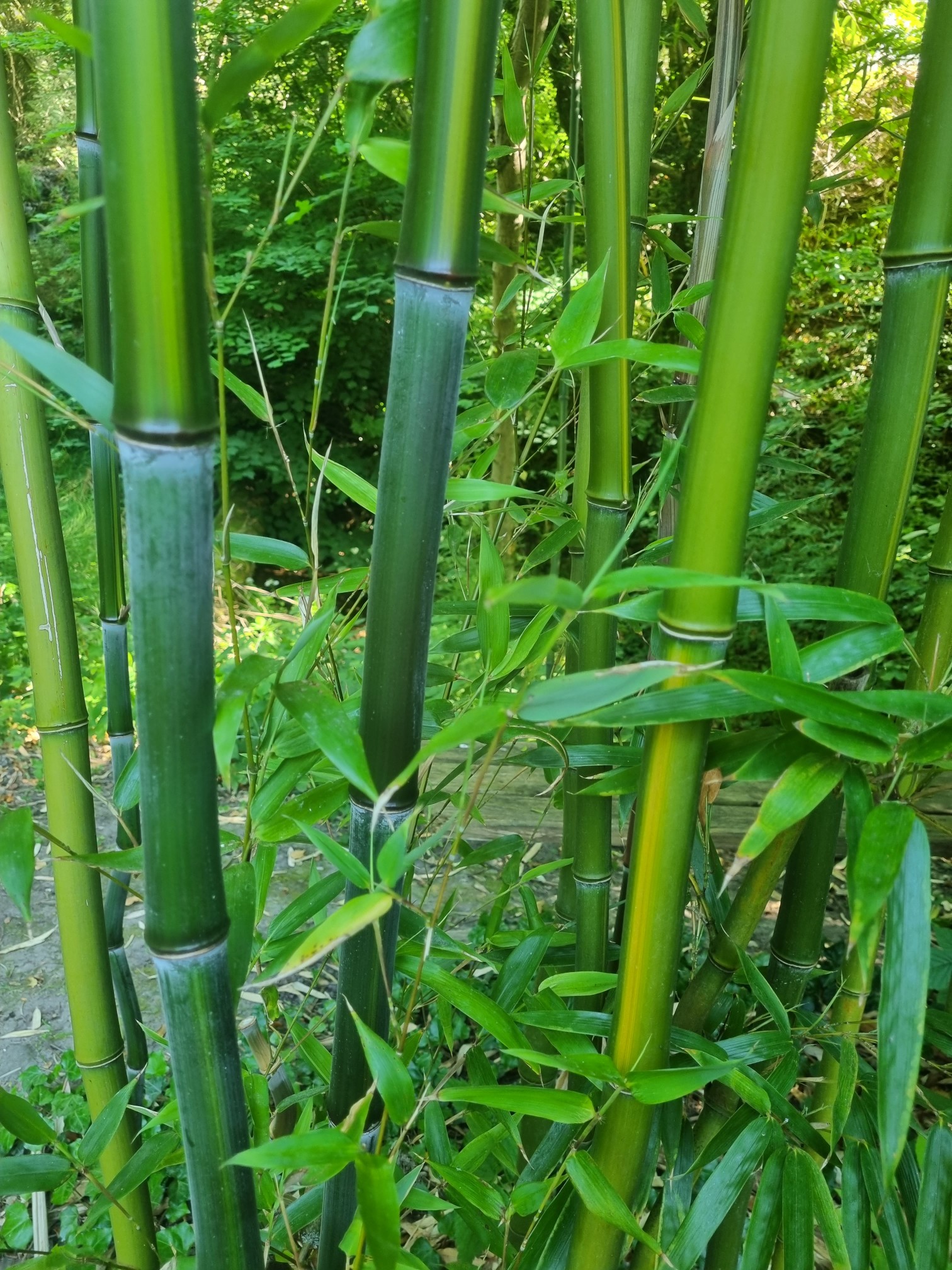 Rauher Gelbrinnenbambus, Phyllostachys aureosulcata McClure