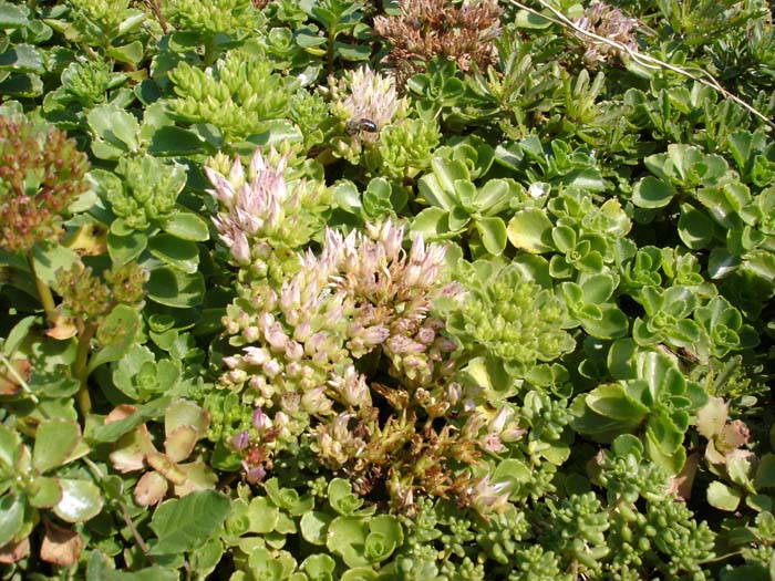 Rosa Teppich-Fettblatt, Sedum spurium roseum