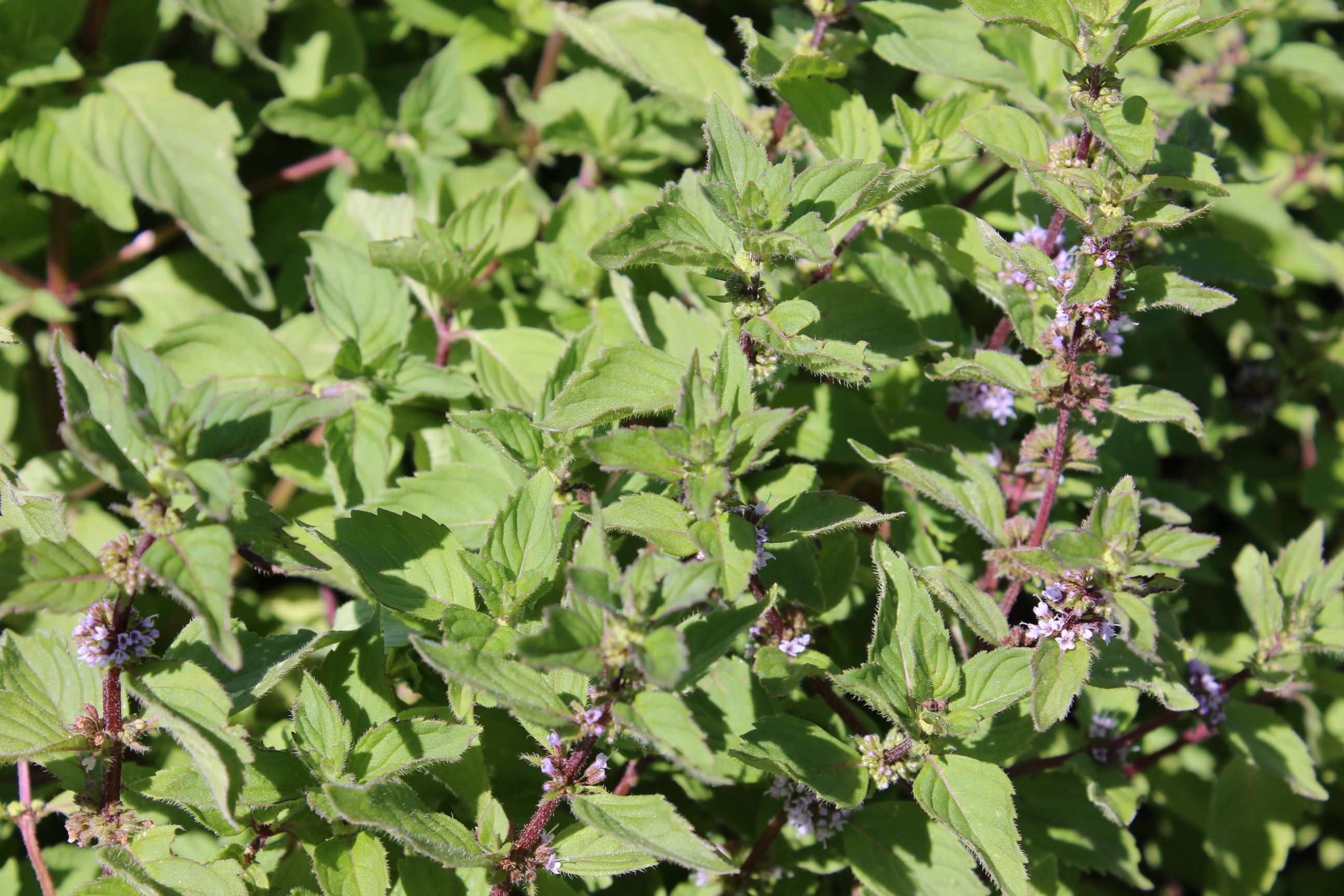 Ingwer-Minze, Mentha gentilis Variegata