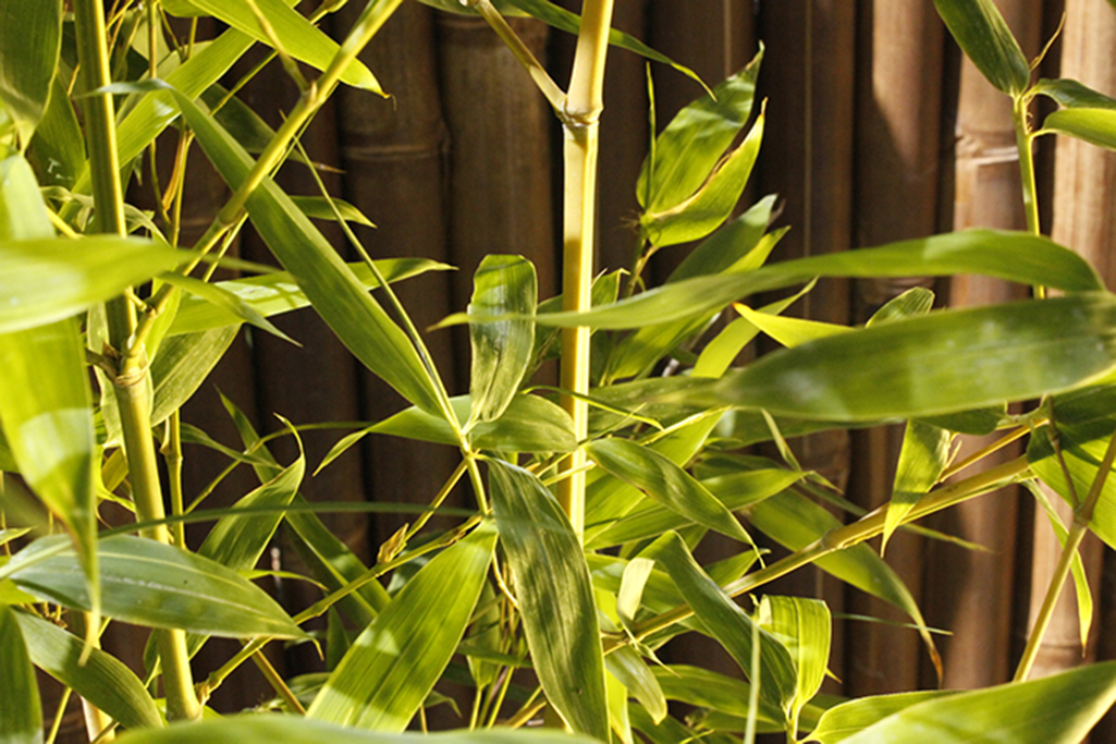 Koi Goldrohr Bambus , Phyllostachys aurea Koi