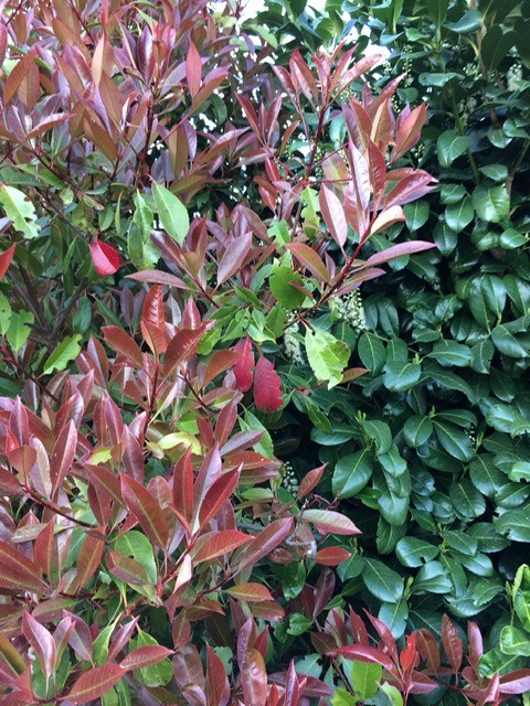 Glanzmispel - Photinia x fraseri Red Robin