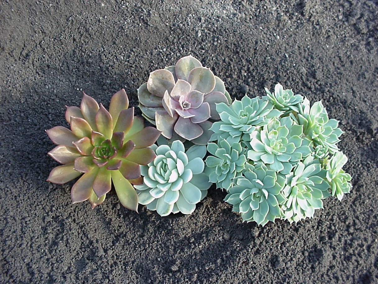 Echeveria, Fettblattrosette in 2 Sorten