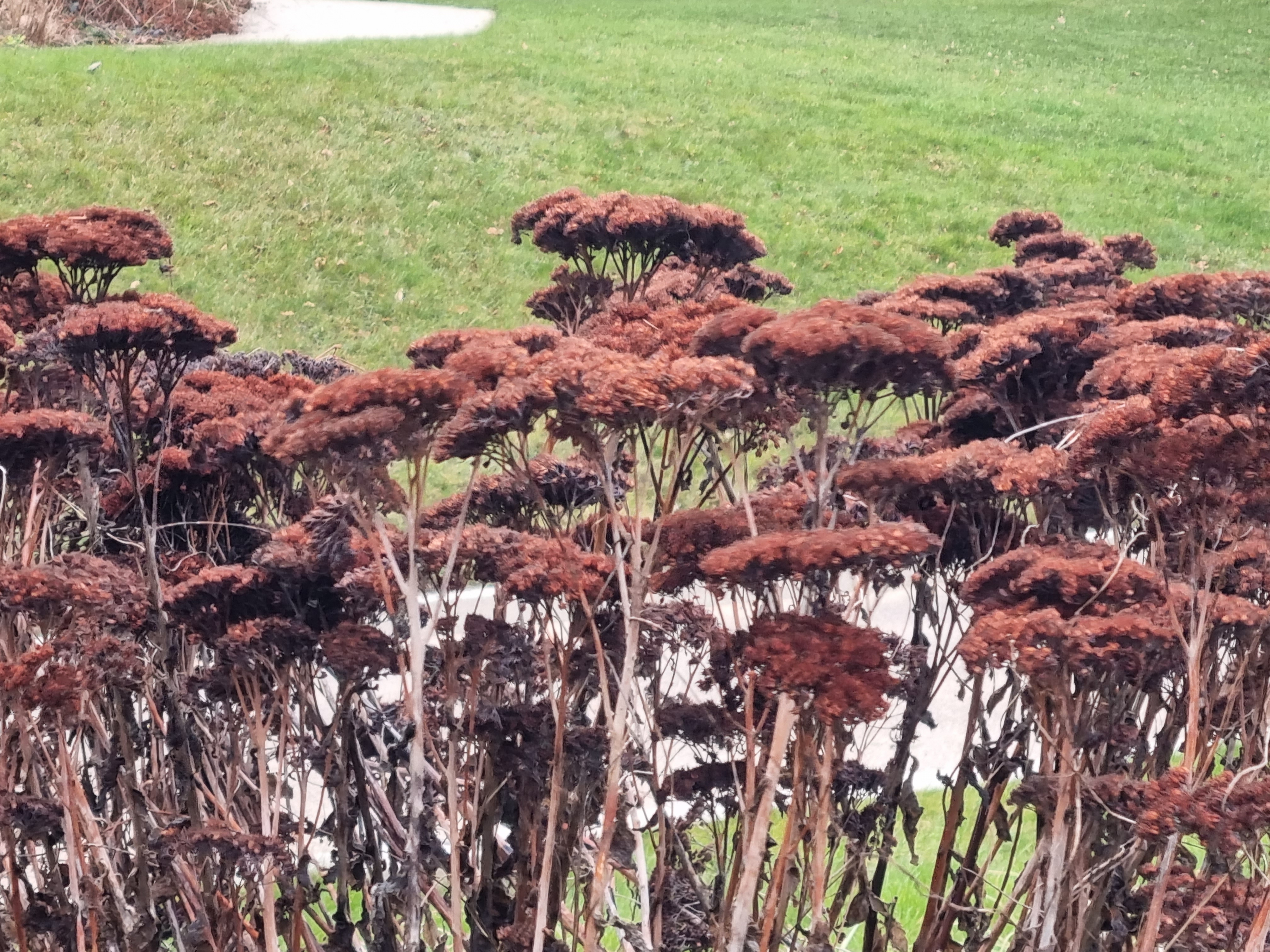 Hohes Fettblatt Herbstfreude- Hylotelephium Herbstfreude